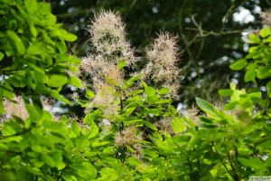 Cottinus coggygria Golden Spirit        